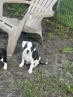 Cat woman , a female American Pit Bull Terrier for sale in Philadelphia, PA – 4 of 9