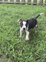 Batman, a male American Pit Bull Terrier for sale in Glen Burnie, MD – 2 of 5