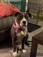 Zena , a female American Pit Bull Terrier for sale in Glen Burnie, MD – 3 of 3