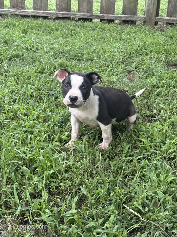 Batman – American Pit Bull Terrier puppy for sale in Glen Burnie, MD