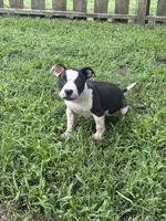 Batman, a male American Pit Bull Terrier for sale in Glen Burnie, MD – 1 of 5
