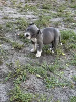Fe fe , a female American Pit Bull Terrier for sale in Frederick, MD – 2 of 9