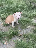 Cat, a female American Pit Bull Terrier for sale in Tuckerton, NJ – Photo 2 of 5