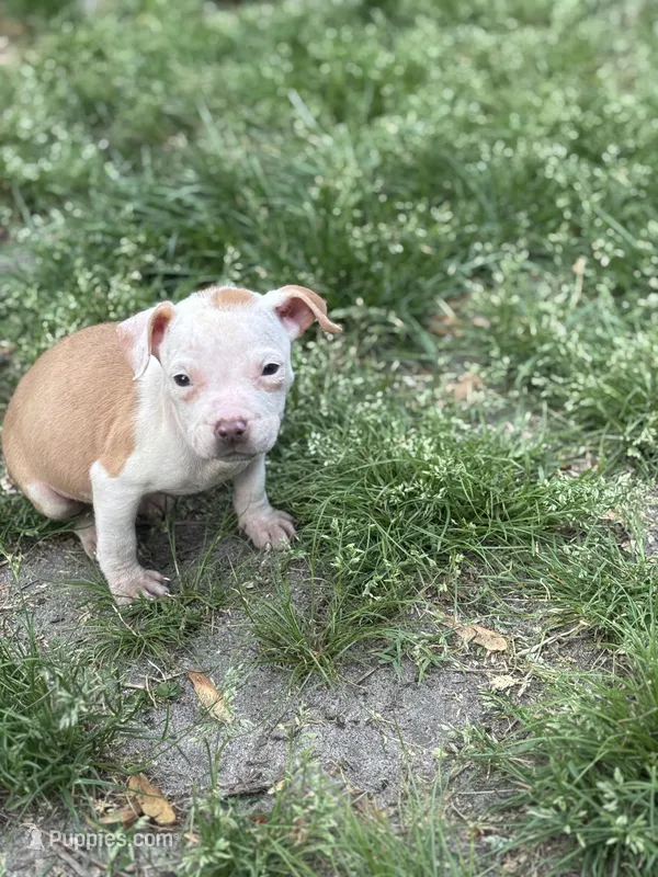 Cat – American Pit Bull Terrier puppy for sale in Tuckerton, NJ