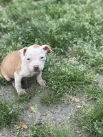 Cat, a female American Pit Bull Terrier for sale in Tuckerton, NJ – Photo 1 of 5