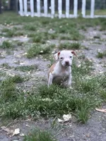 Cat, a female American Pit Bull Terrier for sale in Tuckerton, NJ – Photo 3 of 5