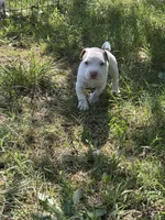 Billy, a male American Bully and American Pit Bull Terrier for sale in Baltimore, MD – 2 of 7
