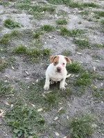 Reny , a male American Pit Bull Terrier for sale in Baltimore, MD – Photo 3 of 4