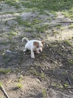 Reny , a male American Pit Bull Terrier for sale in Baltimore, MD – Photo 4 of 4