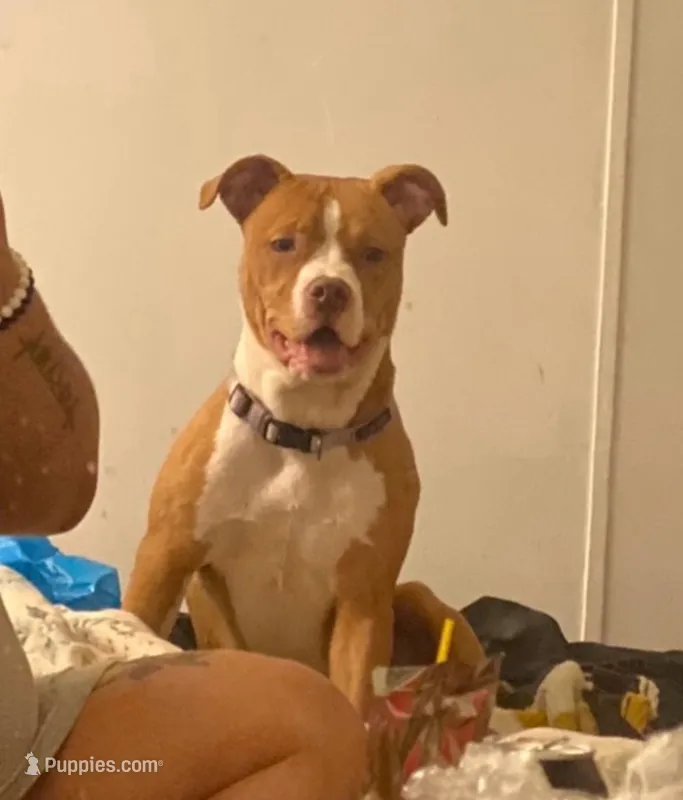 Reny  – American Pit Bull Terrier puppy for sale in Baltimore, MD