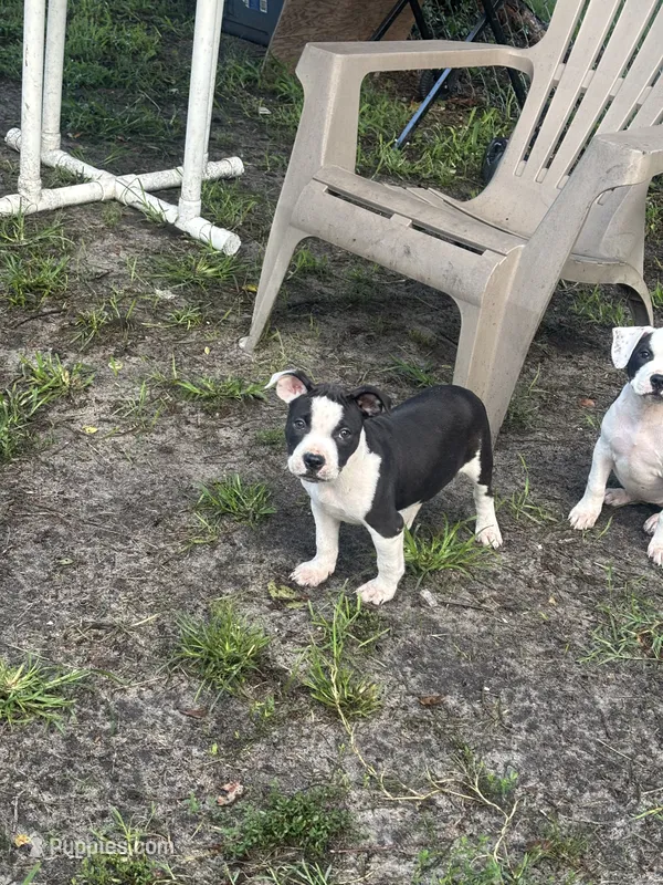 Batman – American Pit Bull Terrier puppy for sale in Philadelphia, PA