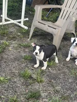 Batman, a male American Pit Bull Terrier for sale in Philadelphia, PA – 1 of 10