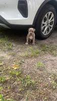 Famous , a male American Bully and American Pit Bull Terrier for sale in Glen Burnie, MD – 2 of 9