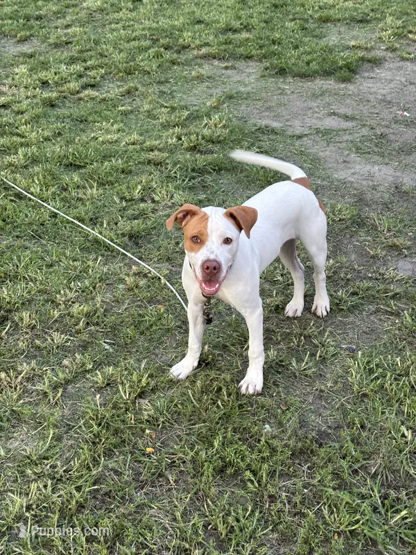 Rusty – American Pit Bull Terrier puppy for sale in Atlantic City, NJ