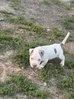 Billy, a male American Pit Bull Terrier for sale in Glen Burnie, MD – 6 of 9