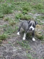 Queen, a female American Pit Bull Terrier for sale in College Park, MD – 1 of 8