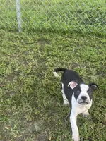 Batman, a male American Pit Bull Terrier for sale in Alloway, NJ – 4 of 8