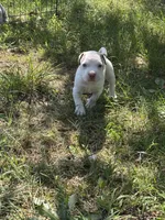 Billy, a male American Bully and American Pit Bull Terrier for sale in Baltimore, MD – 4 of 7
