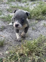 Fe fe , a female American Pit Bull Terrier for sale in Philadelphia, PA – 1 of 6