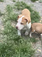 Thunder, a male American Pit Bull Terrier for sale in Tuckerton, NJ – Photo 4 of 4