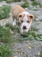 Thunder, a male American Pit Bull Terrier for sale in Tuckerton, NJ – Photo 3 of 4