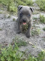 Smoke, a female American Pit Bull Terrier for sale in Philadelphia, PA – 2 of 7
