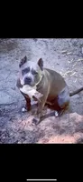Famous , a male American Bully and American Pit Bull Terrier for sale in Baltimore, MD – 4 of 8