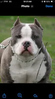 La La, a female American Pit Bull Terrier for sale in Silver Spring, MD – 6 of 10