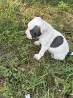 Polo, a male American Bully and American Pit Bull Terrier for sale in Baltimore, MD – 3 of 7