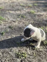 Only one , a female American Bully for sale in Baltimore, MD – Photo 3 of 7