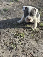 Only one , a female American Bully for sale in Baltimore, MD – Photo 2 of 7
