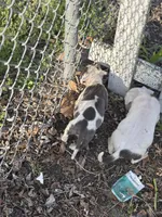 Only one , a female American Bully for sale in Baltimore, MD – Photo 7 of 7