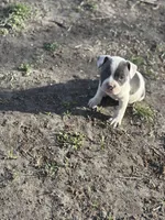 Only one , a female American Bully for sale in Baltimore, MD – Photo 6 of 7