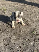 Only one , a female American Bully for sale in Baltimore, MD – Photo 5 of 7