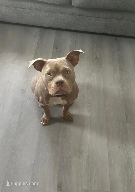 Only one  – American Bully puppy for sale in Baltimore, MD