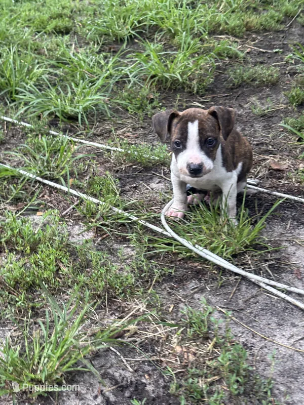 He-man – American Pit Bull Terrier puppy for sale in Annapolis, MD