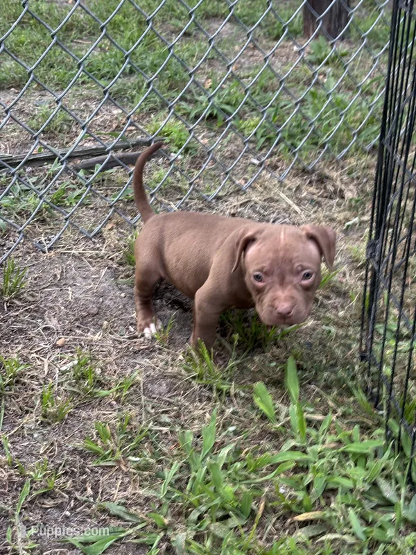 Lotto – American Pit Bull Terrier puppy for sale in Glen Burnie, MD