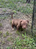 Lotto, a female American Pit Bull Terrier for sale in Glen Burnie, MD – 1 of 7