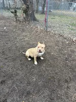 Wifi, a female American Pit Bull Terrier for sale in Frederick, MD – Photo 6 of 6