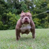 Wifi, a female American Pit Bull Terrier for sale in Baltimore, MD – Photo 5 of 7