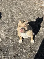 Wifi, a female American Pit Bull Terrier for sale in Frederick, MD – Photo 4 of 6