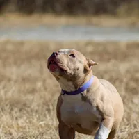 Wifi, a female American Pit Bull Terrier for sale in Baltimore, MD – Photo 6 of 7