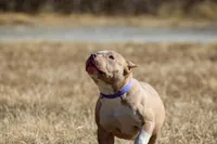 Wifi, a female American Bully for sale in Baltimore Highlands, MD – Photo 6 of 7