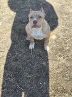 Wifi, a female American Pit Bull Terrier for sale in Frederick, MD – Photo 5 of 6