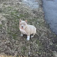 Wifi, a female American Pit Bull Terrier for sale in Baltimore, MD – Photo 2 of 7