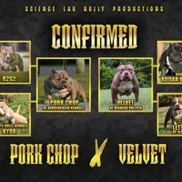 Wifi, a female American Pit Bull Terrier for sale in Baltimore, MD – Photo 1 of 7