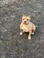 Wifi, a female American Pit Bull Terrier for sale in Philadelphia, PA – Photo 7 of 7