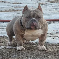 Wifi, a female American Pit Bull Terrier for sale in Baltimore, MD – Photo 3 of 7