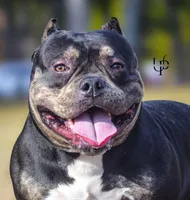 Famous , a male American Bully and American Pit Bull Terrier for sale in Baltimore, MD – 6 of 8