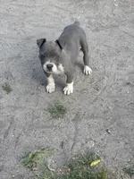 Fe fe , a female American Pit Bull Terrier for sale in Silver Spring, MD – 5 of 10